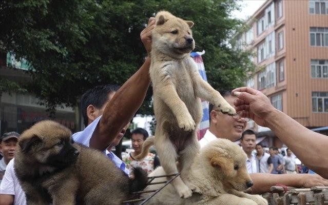 为什么中华田园犬的弃养率越来越高背后有这些原因