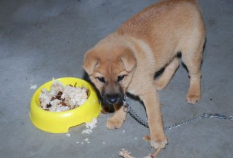 为什么中华田园犬的弃养率越来越高背后有这些原因