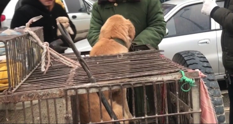 河南：狗贩子临时加价，少一分不卖，男子费了老大劲，将金毛买下