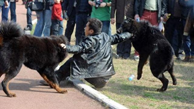 狗会咬主人吗？在这五种情况下，主人也不例外！