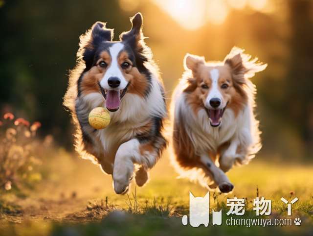 养斗牛犬是否适合新手？