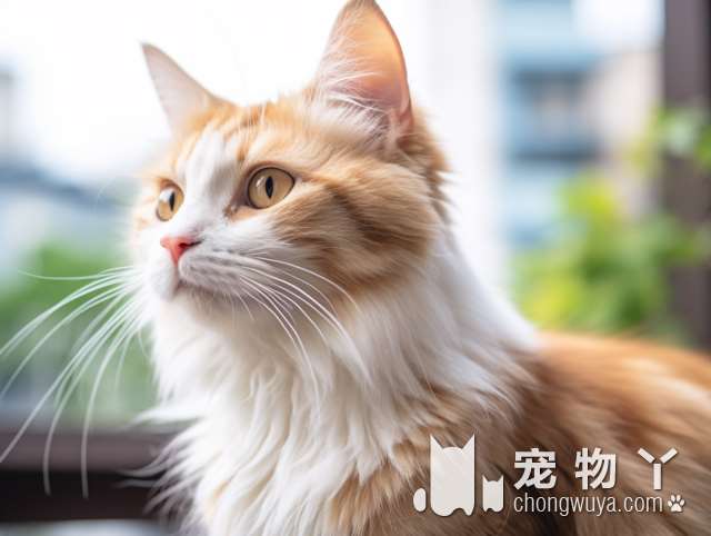 猫咪眼科中心，解决你家猫猫的所有问题!